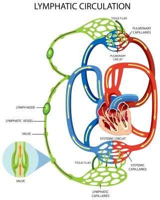 How To Stimulate Your Lymphatic System A Complete Guide